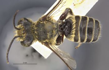 Media type: image;   Entomology 16200 Aspect: habitus dorsal view